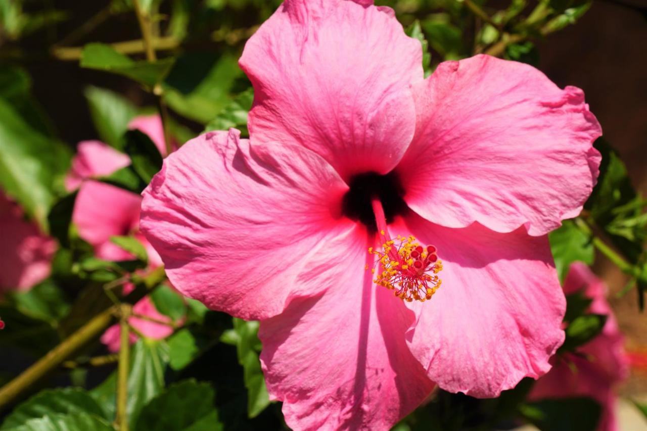 Agroturismo Finca Sa Tanca Cala D´Or 외부 사진